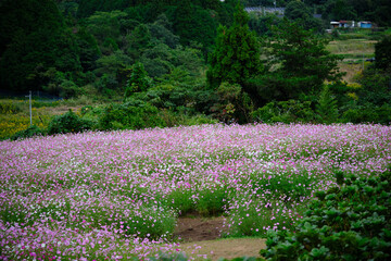 上原高原のコスモス