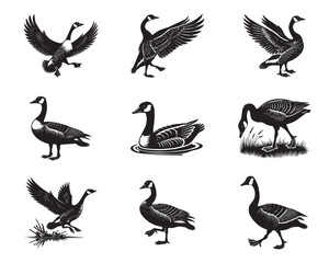 Obraz premium Collection of Canada Goose Vector illustration - Canada Goose Bird silhouette Design 