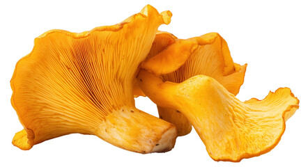 High-Quality Chanterelle Mushrooms Isolated on Transparent Background Perfect for Gourmet Food Illustrations