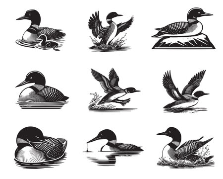 Collection of Common loon Vector illustration - Common loon Bird Clipart Design
