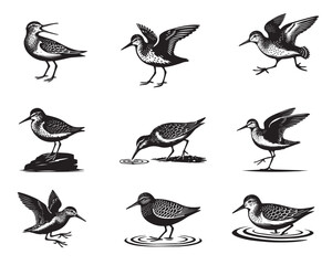 Collection of Common sandpiper Vector illustration - Common sandpiper Bird Silhouettes
