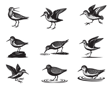 Collection of Common sandpiper Vector illustration - Common sandpiper Bird Silhouettes

