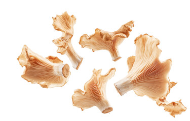 Obraz premium High-Quality Isolated Lions Mane Mushrooms for Health Supplements and Gourmet Cooking