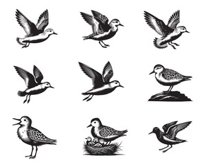 Collection of Sanderling Vector illustration - Sanderling Bird Clipart Design
