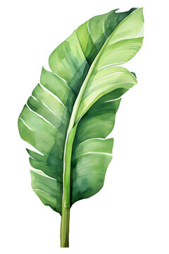 recommend clip art: green banana leaf isolated, watercolor painting