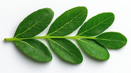 A photostock images of a leafy herb plant, isolated on white background, High Quality
