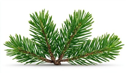 A photostock images of a pine branch with needles, isolated on white background, High Quality