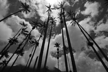 Palma de cera del Quindio