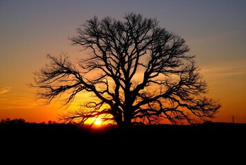 Sunset with a Tree Sunset with a tree in the foreground