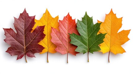 Obraz premium A photostock images of autumn leaves, isolated on white background, High Quality