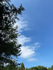 Harmony of clouds and trees