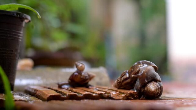 snail