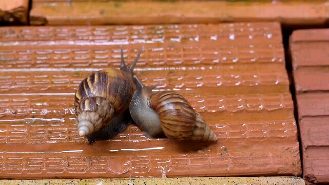 snail