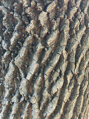 Tree skin preparing for winter in Korea