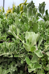 Thick Leaves of Crystal Ice Plant