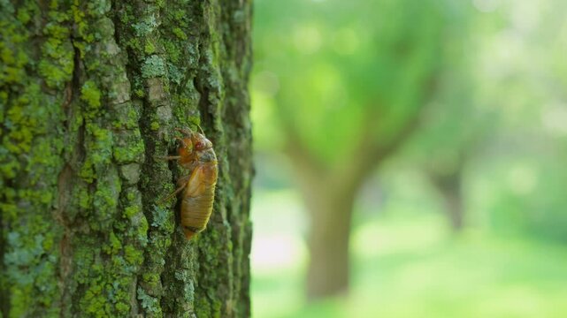  Close up shot of Cicadas on tree after emerging from ground and go up the tree trunk.