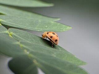 Henosepilachna On a leaf with blurred background