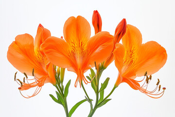 Obraz premium Vibrant Orange Floral Arrangement
