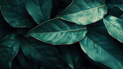 Obraz premium Marco Dark green leaf closeup texture background wallpaper