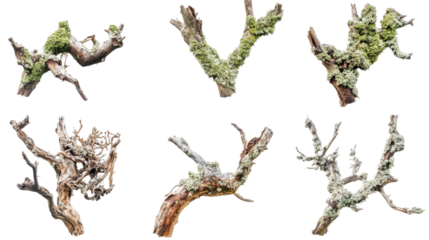 Set of Side Views of Rotten Branches Adorned With Green Moss Generative AI