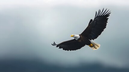 Obraz premium Eagle flying against clear sky, powerful representation of freedom, background print for National Bird Day and National Eagle Day