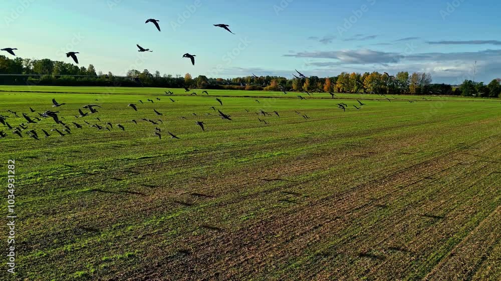 Aufkleber birds take flight over a green open field on a clear day with a backdrop of autumn trees