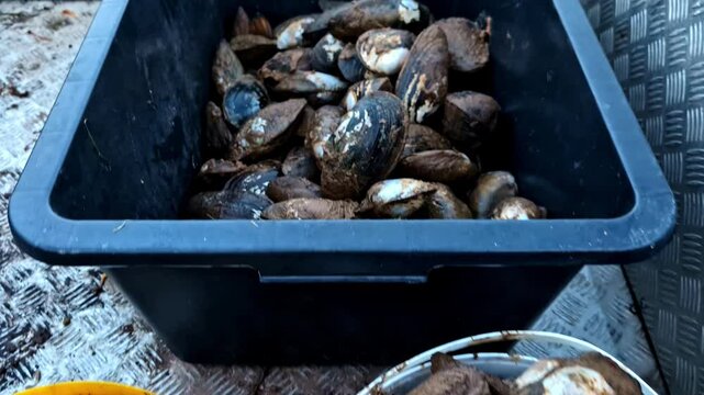 Freshly harvested Anodonta cygnea mussels in plastic buckets and a tub after collection