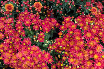 Bunch of chrysanthemums mums chrysanths fall flowers