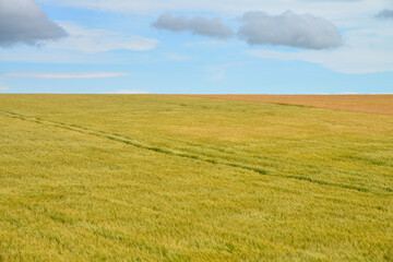 A wheat field sways in slow motion in Hokkaido, Japan /...