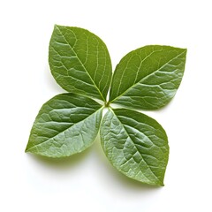A Four-Leaf Clover for Good Luck