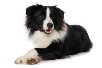 Young border collie dog on white background