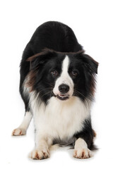 Fototapeta premium Young border collie dog make servant