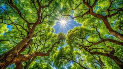 Fototapeta premium Lush Tree Canopy of Malaga: A Stunning Perspective from Below, Capturing Vibrant Greenery, Sunlight Filtering Through Leaves, Natural Beauty, and Tranquil Outdoor Spaces