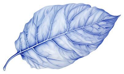 PNG  Drawing leaves sketch plant leaf.
