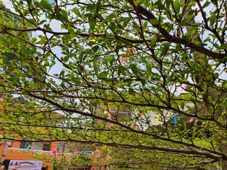 Bucida molineti (ketapang kencana) also called geometry tree