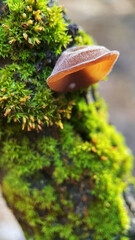 macro of ear mushrooms growing on a moss covered tree trunk in the forest on a sunny day, close up, edible mushrooms