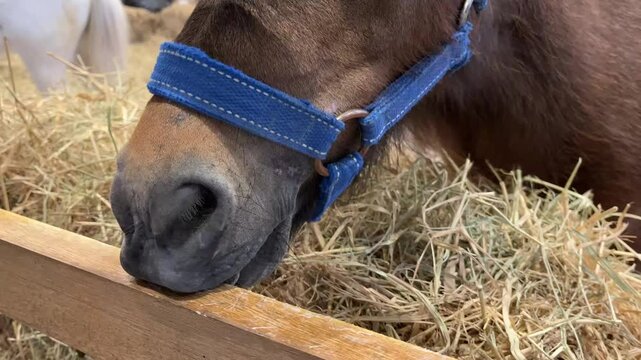A miniature horse gnaws the wooden cage.