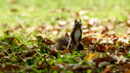 squirrel in the park