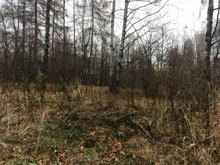 trees in the forest