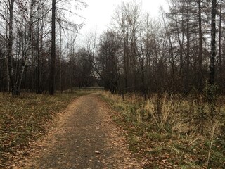 path in the woods