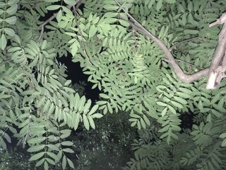 fern leaves