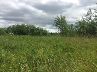 grass and sky
