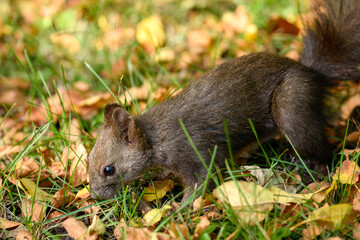 squirrel in the park