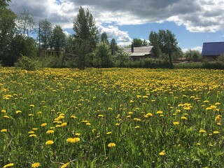 field of dandelions