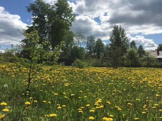 field of dandelions