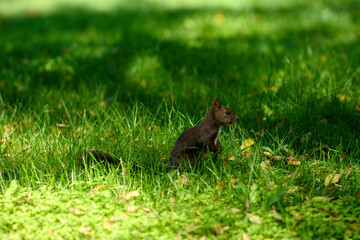 squirrel in the park