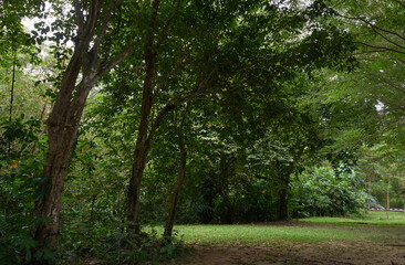 Fototapeta premium A walk through tropical foliage in the park, surrounded by lush, exotic plants.