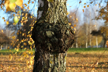 Obraz premium Birch fungus Chaga parasitizes on trunk of tree. Inonotus obliquus commonly known as chaga mushroom. 