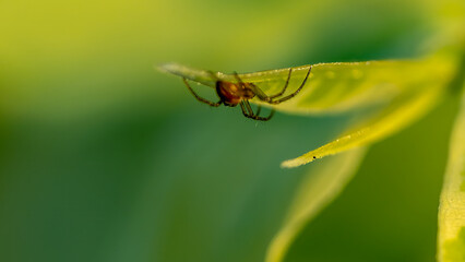 Fototapeta premium Small but poisonous spiders, seen hiding under leaves, spider on a leaf