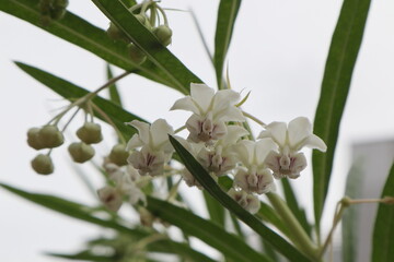 白いフウセントウワタの花